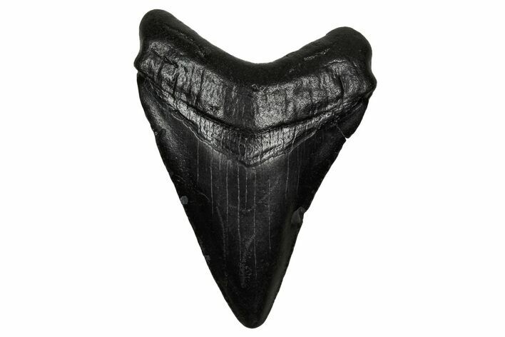 Juvenile Megalodon Tooth - South Carolina #340422